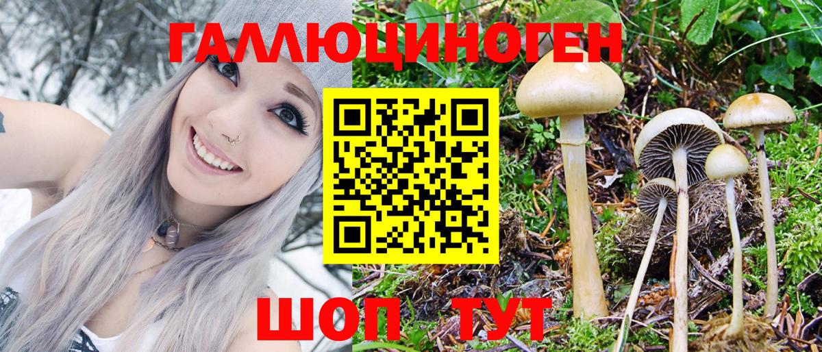 Псилоцибиновые грибы Psilocybine cubensis Краснокамск